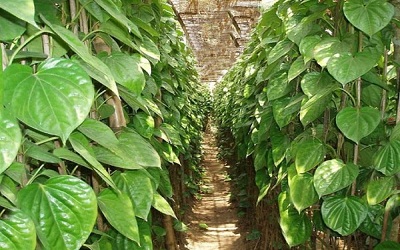 category image